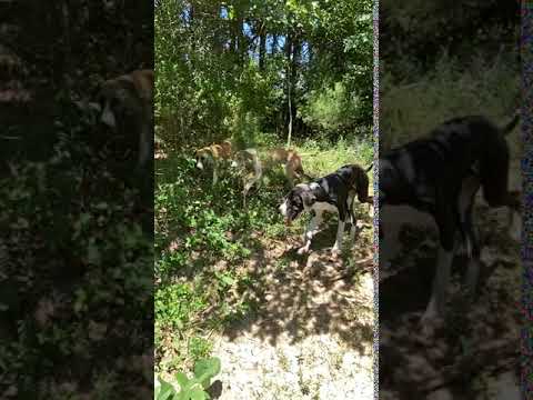 BlackWhite Bully Kutta