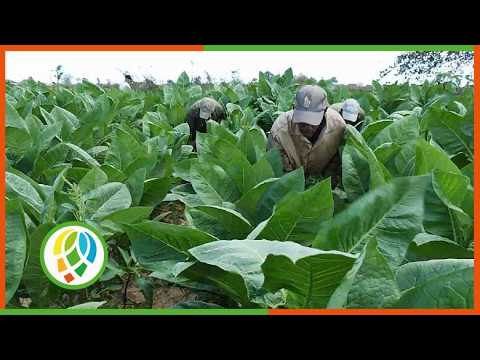Sistemas fotovoltaicos que potencian el cultivo de tabaco
