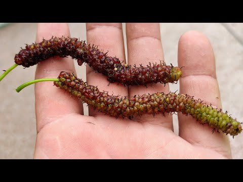 Morus macroura - super long and sweet  tropical mulberry