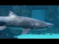 Shark Reef Aquarium At Mandalay Bay Las Vegas POV March 2023 4k 60fps