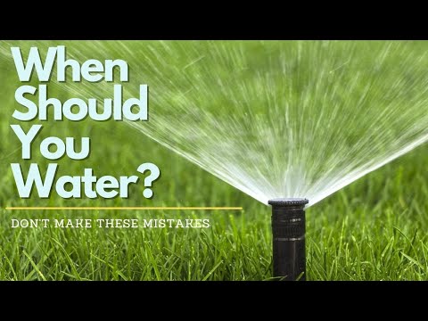 When Should You Water Your Grass?