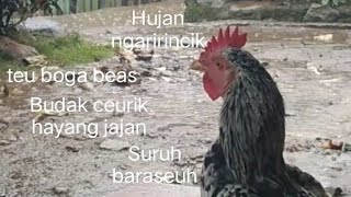 Download lagu HUJAN NGARIRINCIK,TEU BOGA DUIT, CAN BOGA BEAS, BUDAK CEURIK HAYANG JAJAN, SULUH BARASEUH. mp3