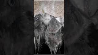 Download lagu Suara inap walet daun teratai - suara anakan walet mp3