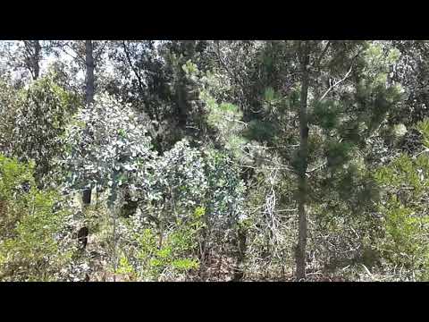 Las Vegas Canelones... un instante en el bosquecillo