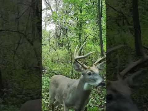 2025 Trail Cam