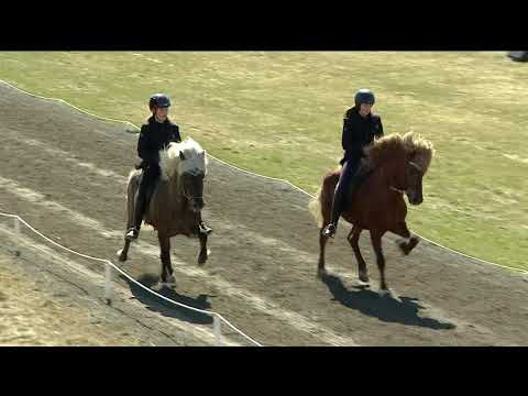 Ræktunardagur Eiðfaxa 2020   Bósi frá Húsavík & Dáti frá Húsavík