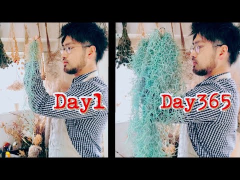 園芸 エンジェルヘア、空気の少女、スパニッシュモス、老人のひげ