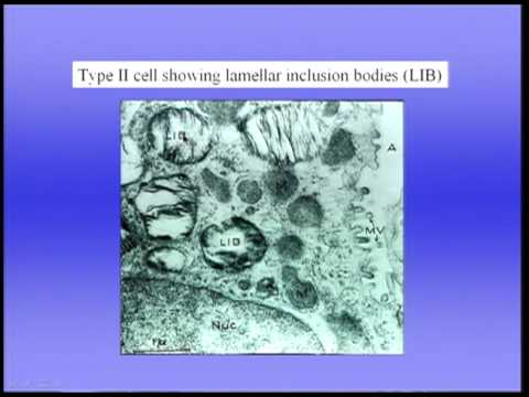 Mechanics of Breathing Part I