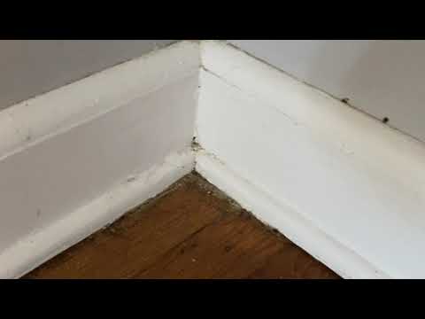 New Home Filled with Bed Bugs in Long Branch, NJ