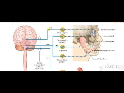 Glossopharyngeal intro 1
