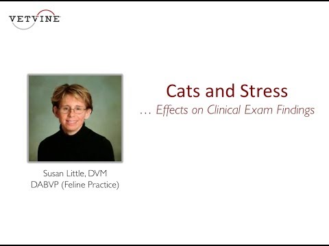 Effects of Stress on the Vital Signs in Cats