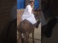 Fuck By Donkey 2