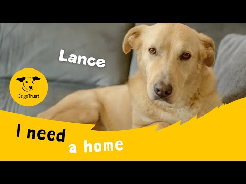 Lance for sale in Chestfield, Kent