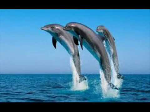 EL CONCIERTO DEL MAR   JEAN CLAUDE BORELLY