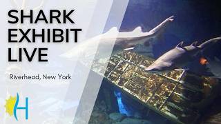 New York · Riverhead · Shark Long Island Aquarium · NY live stream