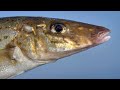 Catch King George Whiting Like A Pro Ultimate Fishing Tips Tricks
