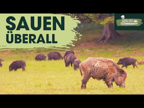 SAUEN aller GEWICHTS- und ALTERSKLASSEN bei gutem Licht auf einer Bühne in Anblick.