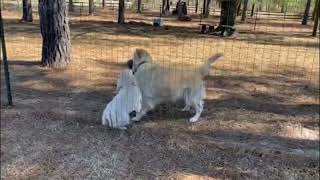Video preview image #1 English Cream Golden Retriever Puppy For Sale in BARNWELL, SC, USA