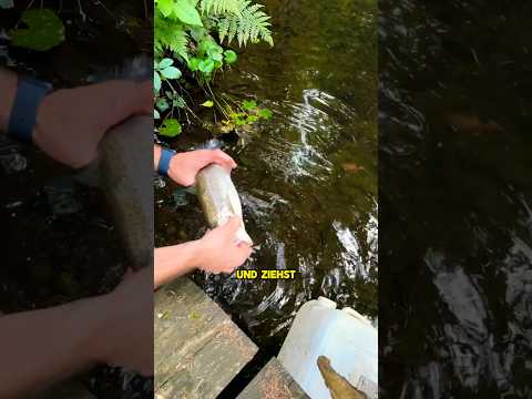 Catch a fish with your finger?🥵🎣 #fishing #survivalskills #scouts #goodtoknow