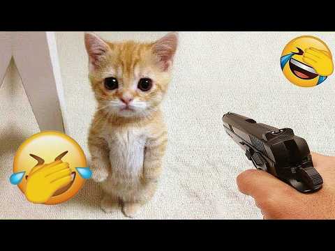 Funniest Cats and Dogs of The Year 2025😼🐶You Won’t Stop Laughing😜