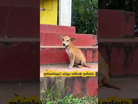 ඉස්කෝලෙට ගෙනත් දාපු අහිංසකයා🥺😢💔 #dog #dogshorts #puppy