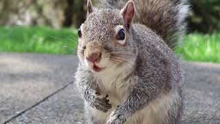 Squirrel Teeth Chattering
