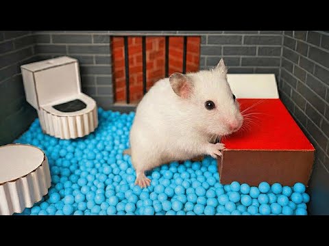 🐹 DIY Hamster Escapes the Rainbow Prison [OBSTACLE COURSE]