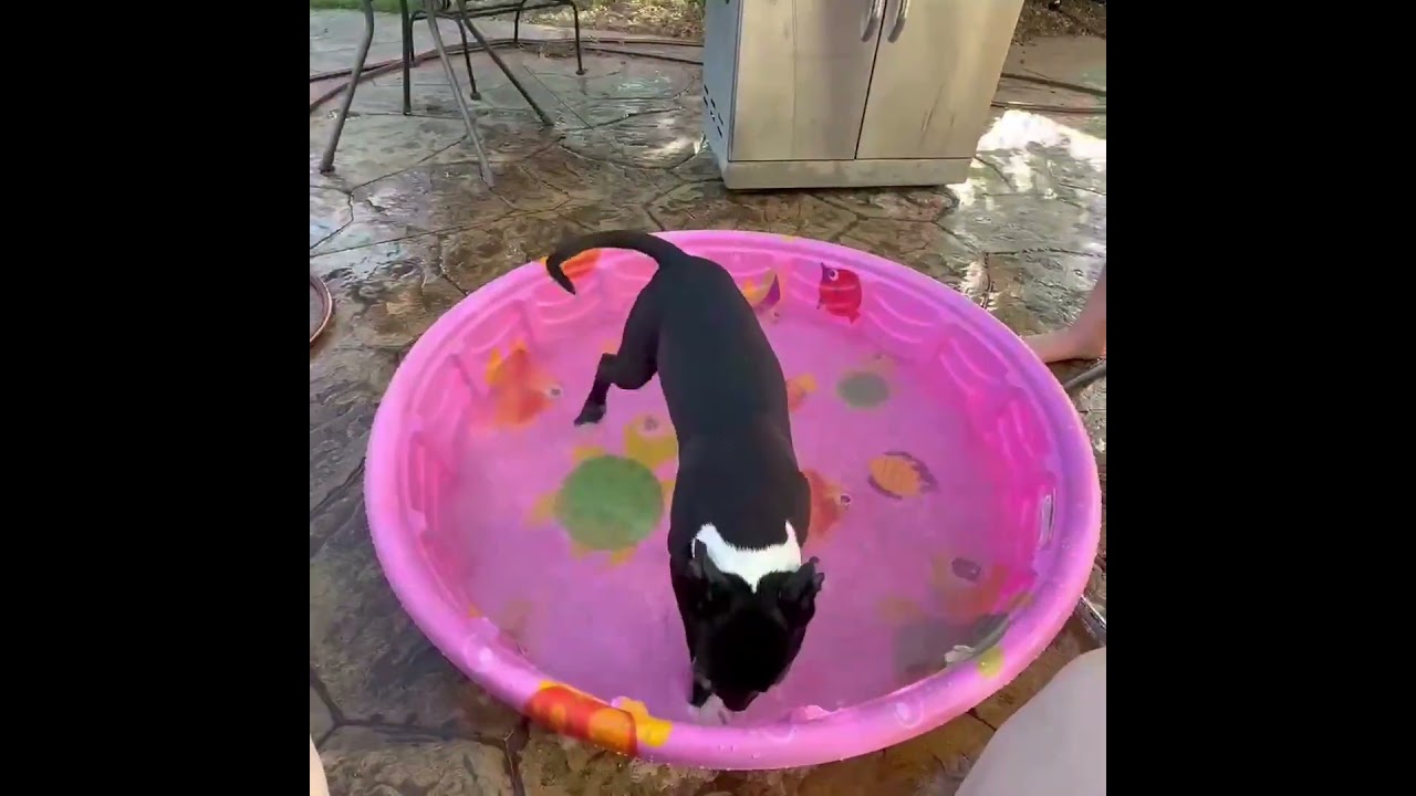 Lana, a Adoptable Mixed Breed in Kansas City, MO video 6/6