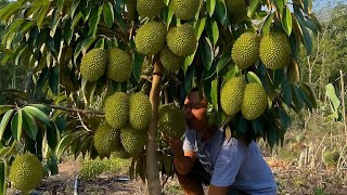 Download lagu Once in your life you have to try this method so that durian from seeds will quickly bear fruit. mp3