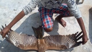 Big Indian Eagle crashed into my window and died in my hands
