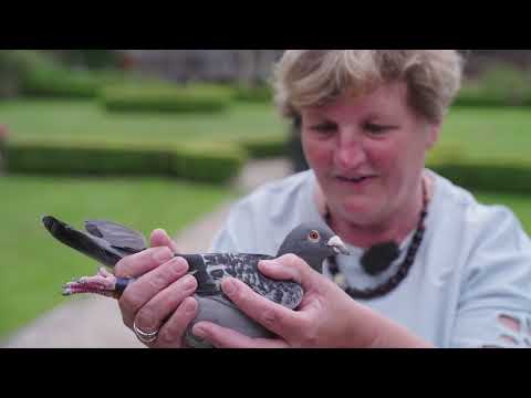 Le pigeon Belge Constateur: Carine Lambrecht