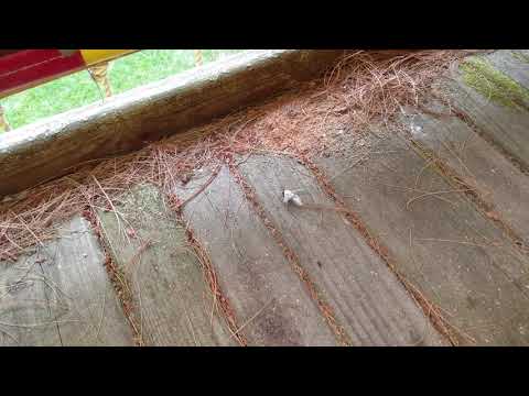 Eliminating Carpenter Bees in Freehold, NJ