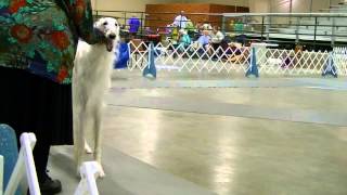 preview picture of video '08-17-2014 Memphis Kennel Club - Borzoi'