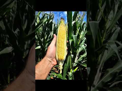 The “a-maize-ing” journey continues #farming #maize #agriculture #southafrica #fertiliser