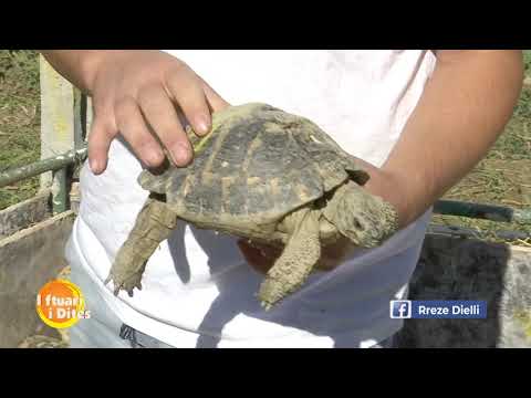 Vendi i çuditshëm në Shqipëri, një fermë vetëm për breshkat