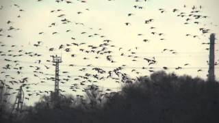 preview picture of video 'ptaki na jeziorze Dzierżno Duże (Gliwice)'