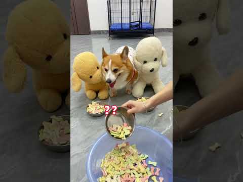 The impatient puppy lost his temper and slammed the door. Corgi, dog, cute pet debut plan, the d