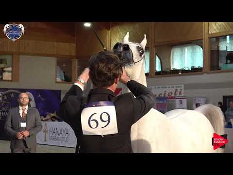 N 69 PSYCHE KREUZA   European Championship 2019   10 Years Old and Older Mares Class 8