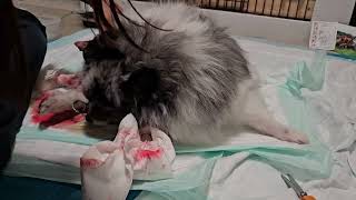 09212025 Luna x Picasso Puppy Birth