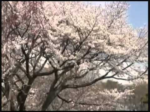 Show me how - Vanessa Contenay Quinones