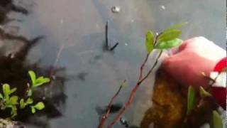 preview picture of video 'Rock Bass, First Fish of 2011!'