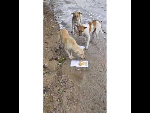 "Money can buy you a fine dog, but only love can make him wag his tail."