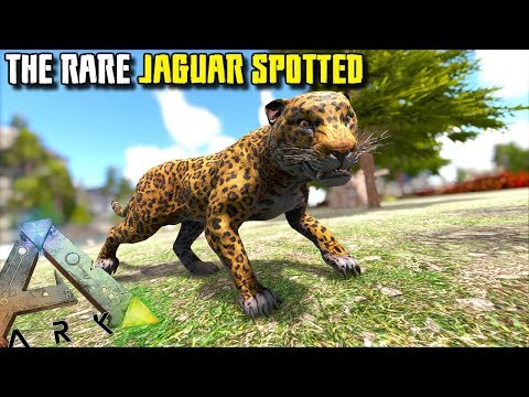 THE RARE JAGUAR SPOTTED AND TAMED !! | JURASSIC ARK | ARK SURVIVAL EVOLVED [EP80]