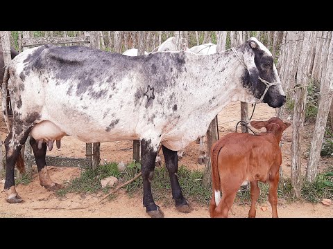 GRANDE FEIRA DO GADO EM  SÃO BENEDITO CEARÁ 257/07/26
