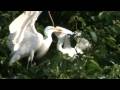 Ranganhtitthu Bird Sanctuary A Feed Or Fight Egretta Garzetta Egrets