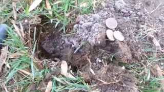 Metal Detecting Kellogg Park Pomona Coin Spill