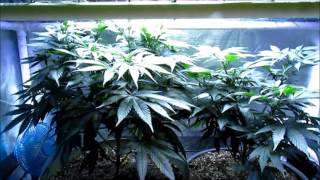 Tips For Cutting Cannabis Clones!