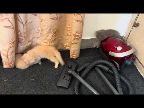 Kittens Full of Energy – Chaos Mode Activated! 🐱💥