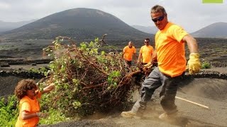 Behoud traditionele wijnbouw op Lanzarote