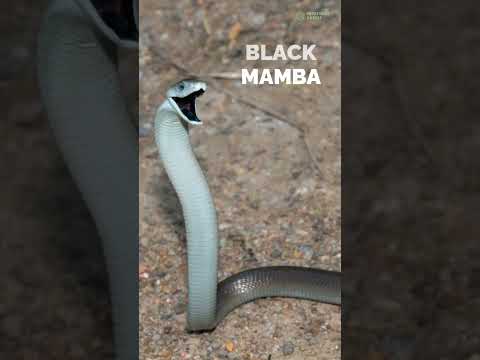 5 Deadliest Snakes with Lethal Bites
